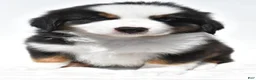 Miniature Australian Shepherd dogs for sale: Snoopy - Ad 4
