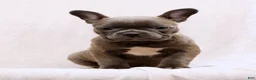 Frenchton dogs for sale: Bethany - Ad 6