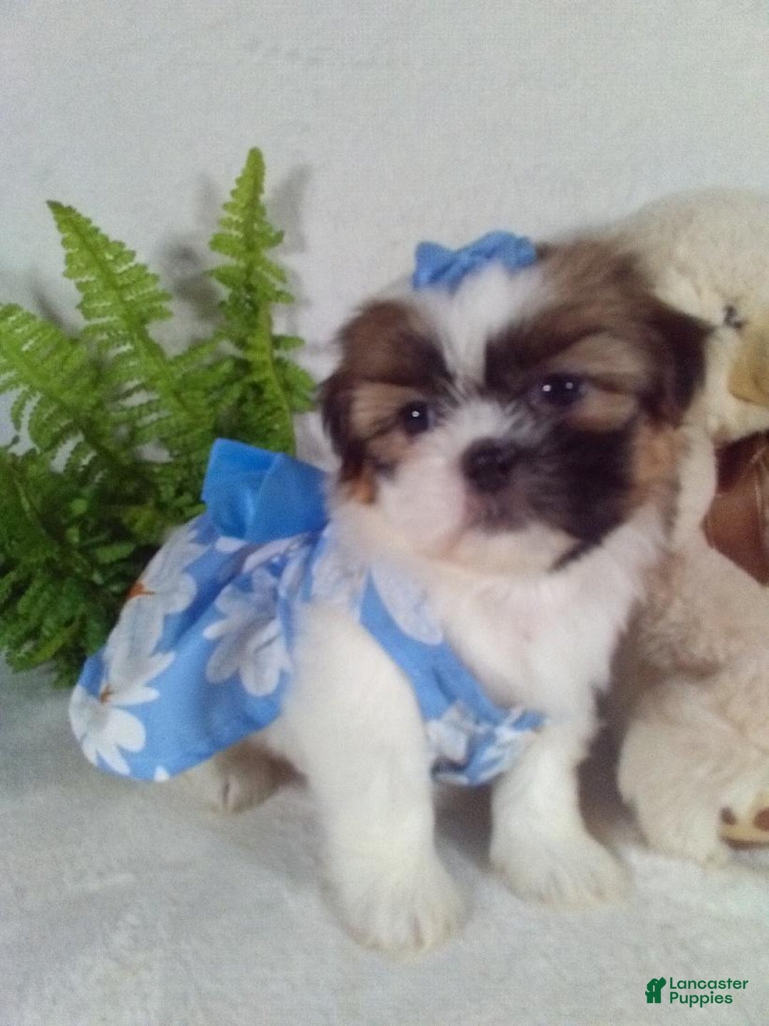 Shih Tzu dogs for sale: Cookie - Ad 3