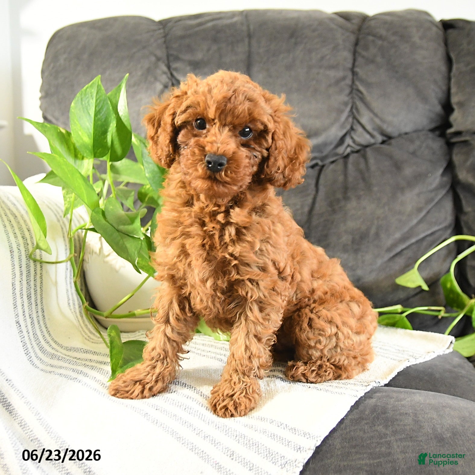 Cavapoo dogs Kevin - Ad 1