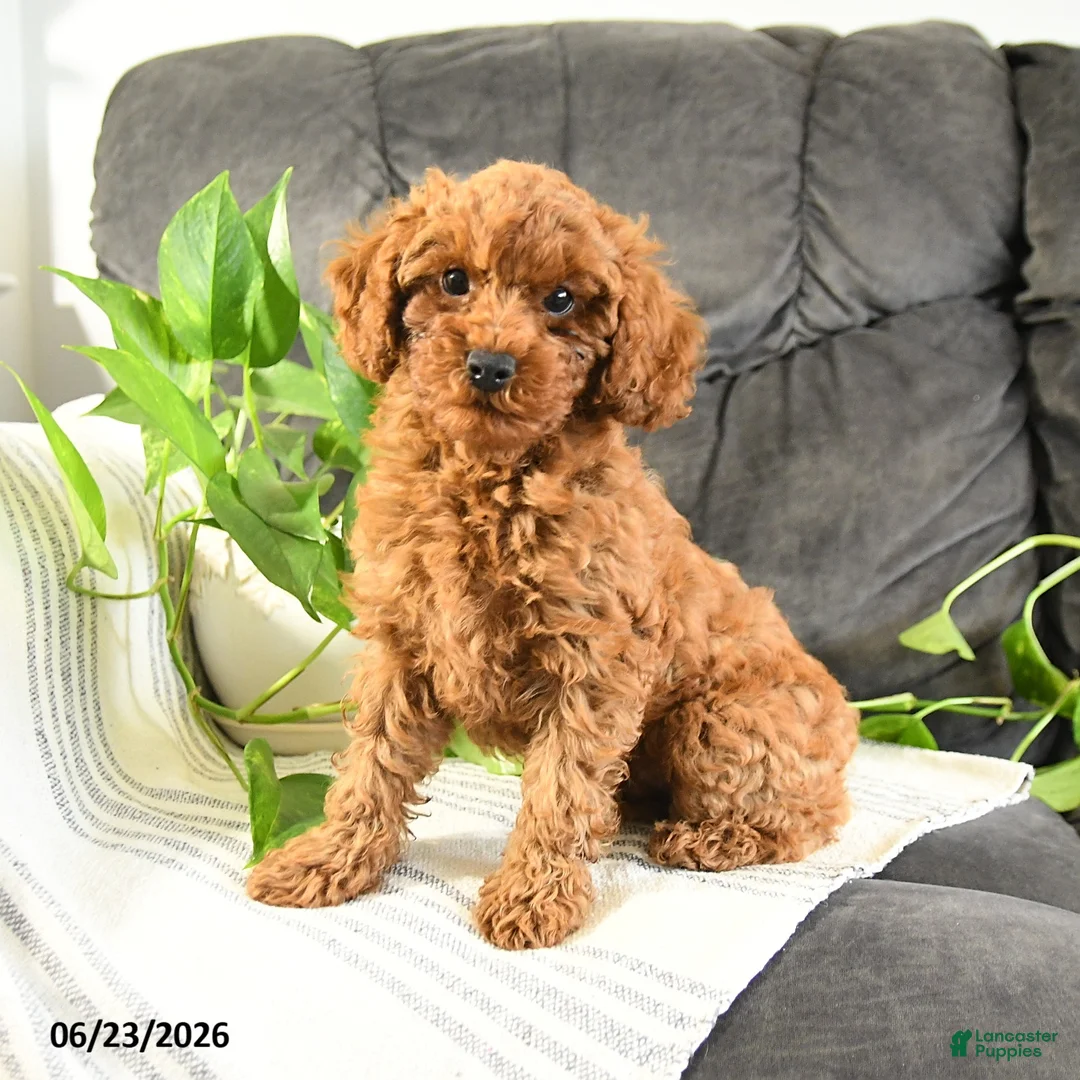 Cavapoo dogs for sale: Kevin - Ad 1