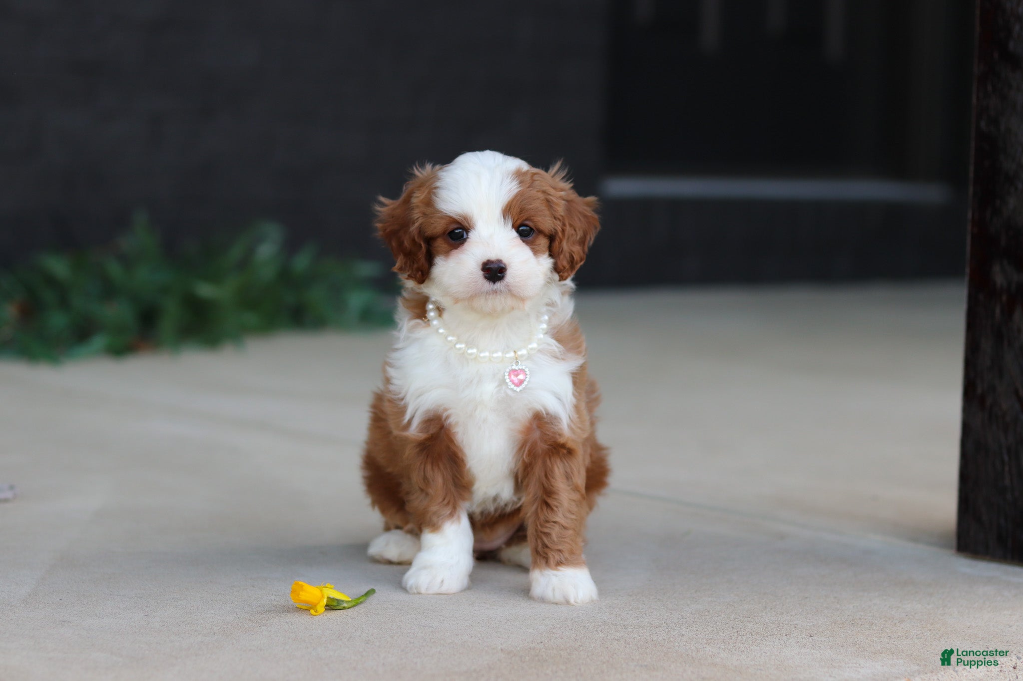 Cavapoo dogs Angel - Ad 1