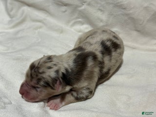 Australian Shepherd dogs Cedar - Ad 30