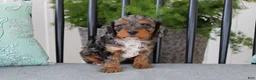Cavapoo dogs for sale: Teddy - Ad 7