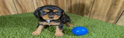 Cavalier King Charles Spaniel dogs for sale: Donuts Boy 1 - Ad 1