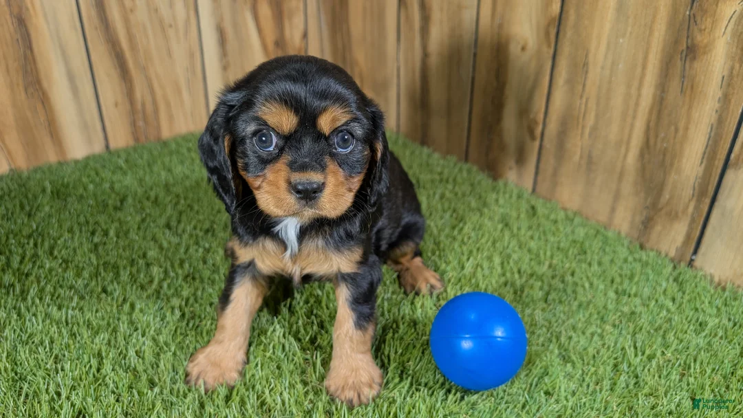 Cavalier King Charles Spaniel dogs for sale: Donuts Boy 1 - Ad 1