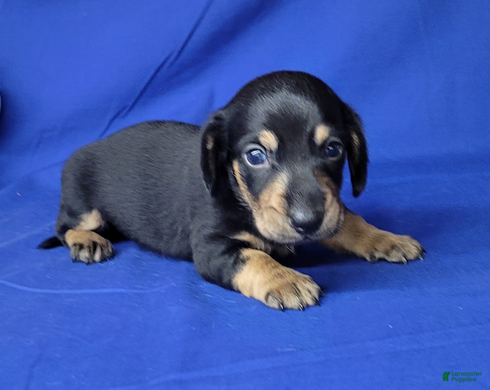Miniature Dachshund dogs AKC Levi - Ad 1