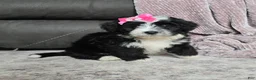 Mini Bernedoodle dogs for sale: Mini Wendy - Ad 5