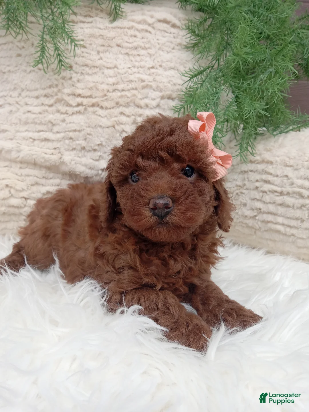 Miniature Poodle dogs for sale: Miniature Poodle Puppy 4 - Ad 2