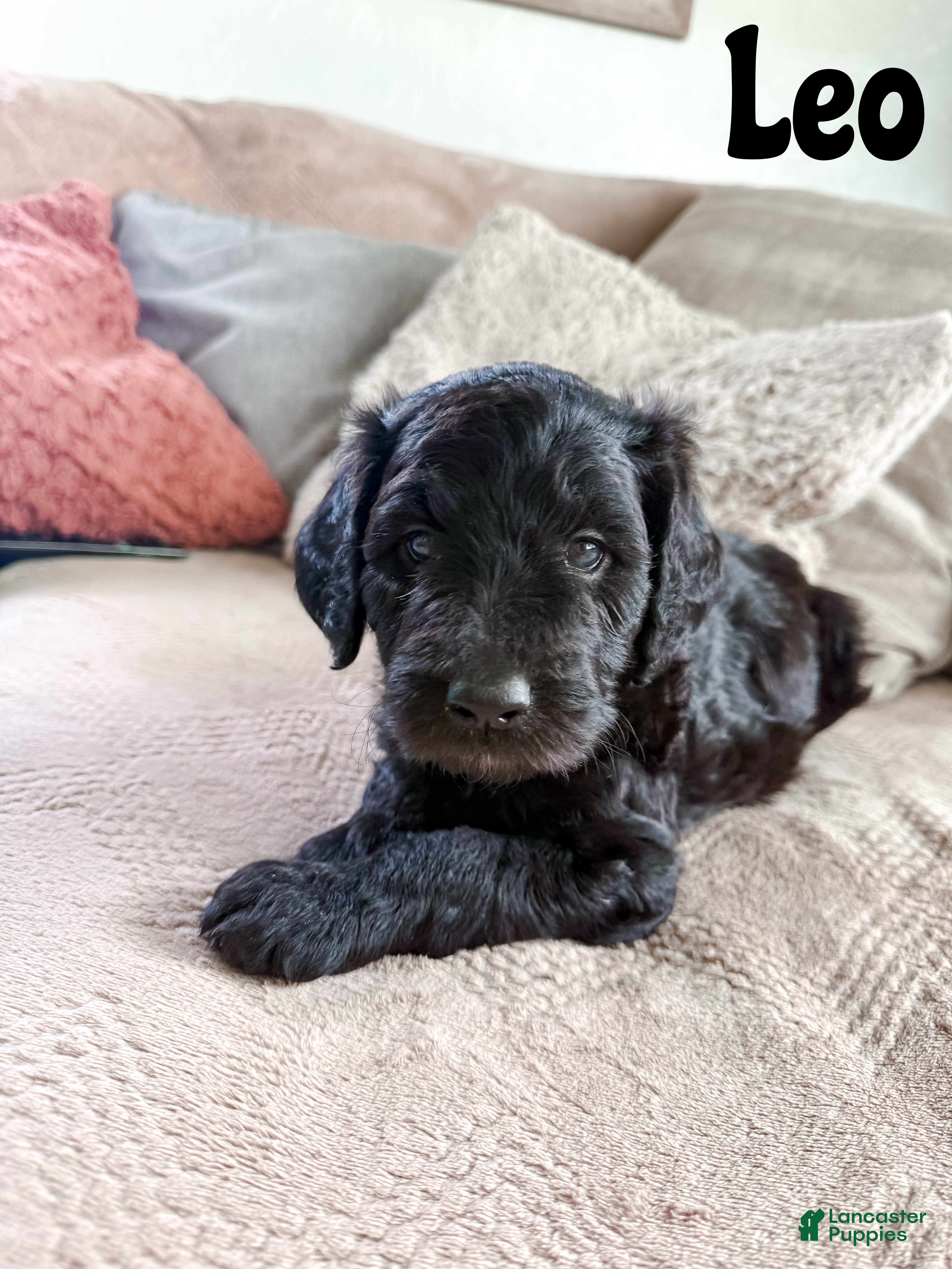 Goldendoodle dogs Leo - Ad 1