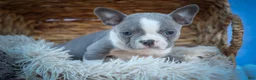 Frenchton dogs for sale: Pumpkin 🎃 - Ad 9