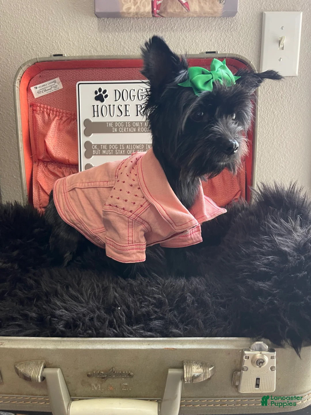 Yorkshire Terrier dogs for sale: KB Black 5 pound Mia - Ad 4