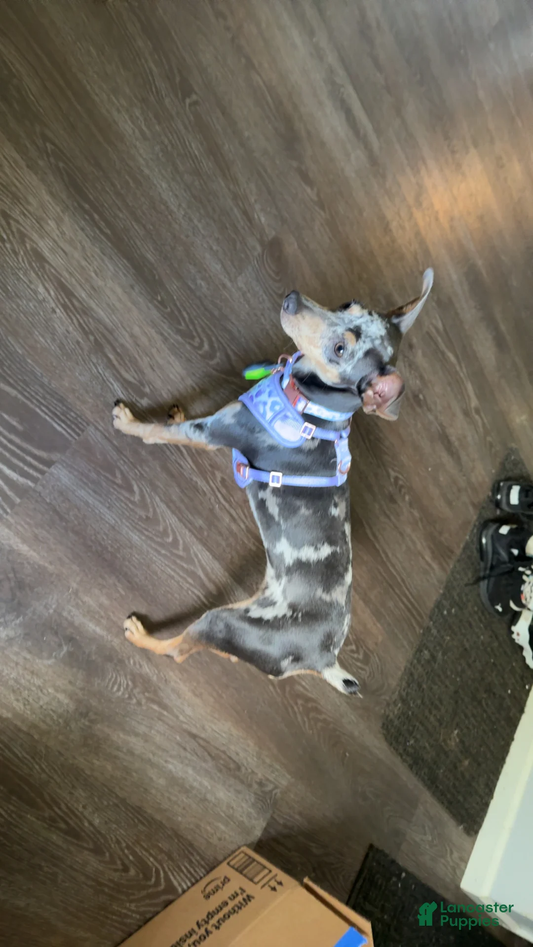 Miniature Pinscher dogs for sale: Miniature Pinscher Puppy 1 - Ad 2