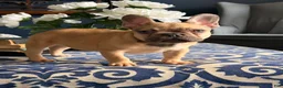 French Bulldog dogs for sale: French Bulldog Puppy 1 - Ad 3
