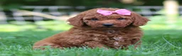 Mini Goldendoodle dogs for sale: Summer - Ad 8