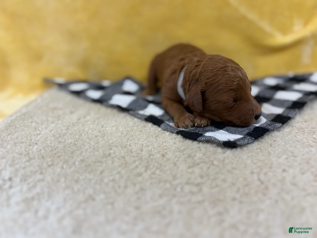 Mini Goldendoodle dogs for sale: Ivory - Ad 2