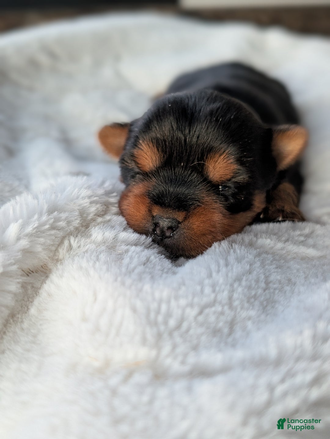 Yorkshire Terrier dogs for sale: Princess  - Ad 3