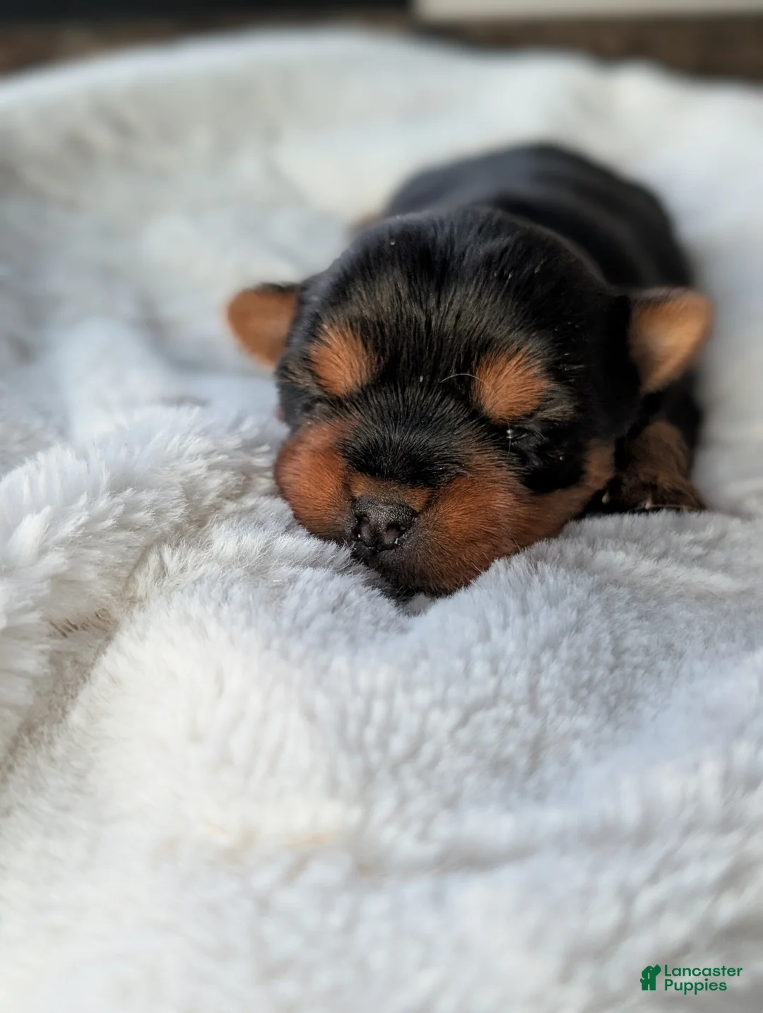 Yorkshire Terrier dogs for sale: Princess  - Ad 10