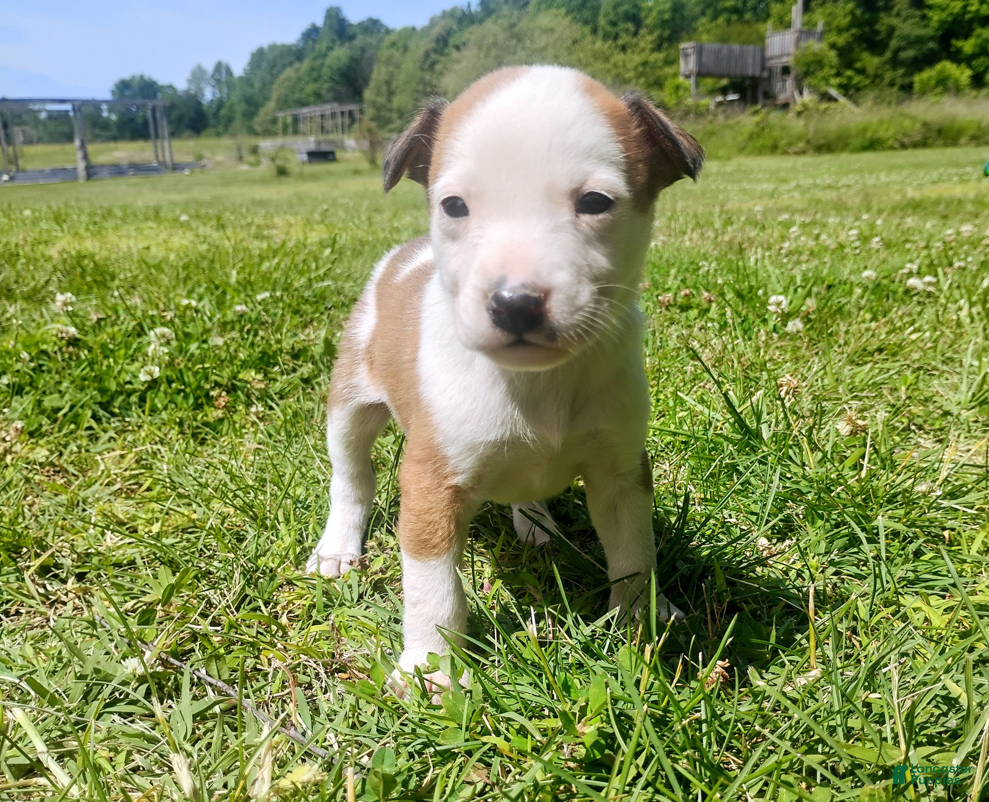 Mixed Breed dogs Mixed Breed Puppy 4 - Ad 15