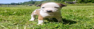 Mixed Breed Puppy 4