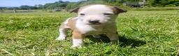 Mixed Breed dogs for sale: Mixed Breed Puppy 4 - Ad 1