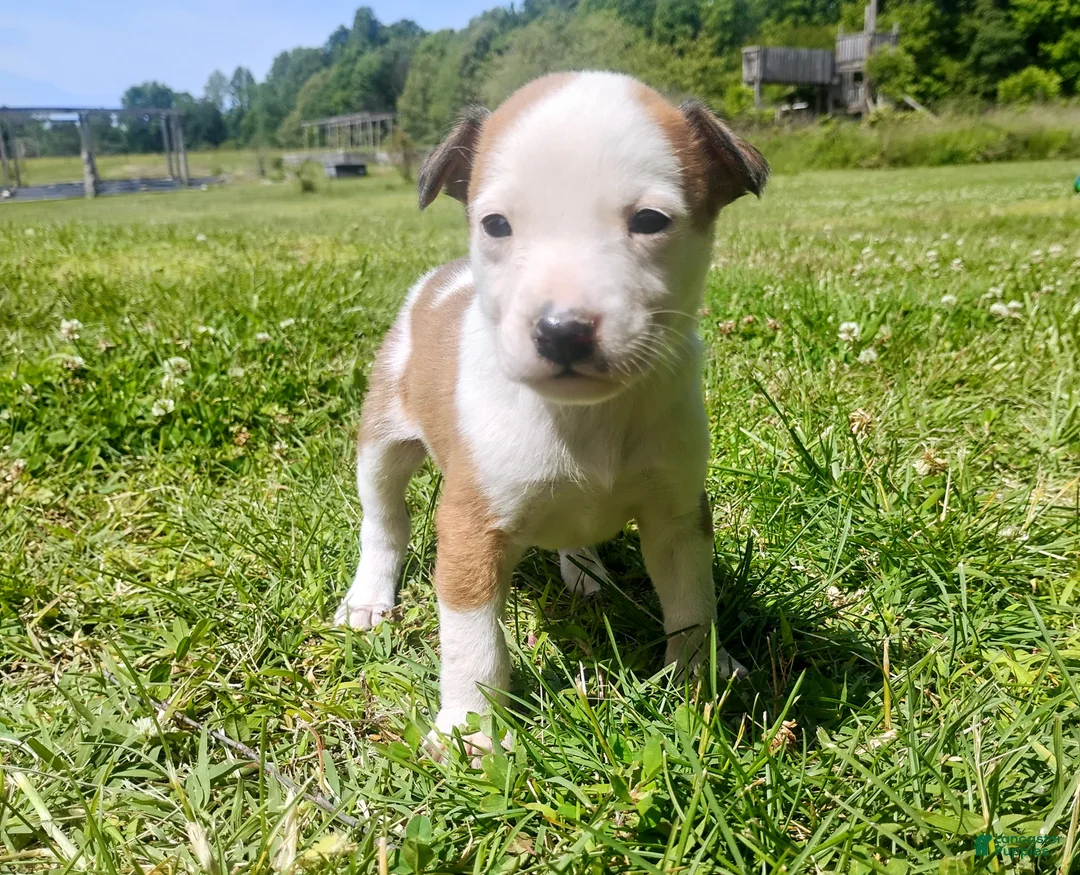 Mixed Breed dogs for sale: Mixed Breed Puppy 4 - Ad 1