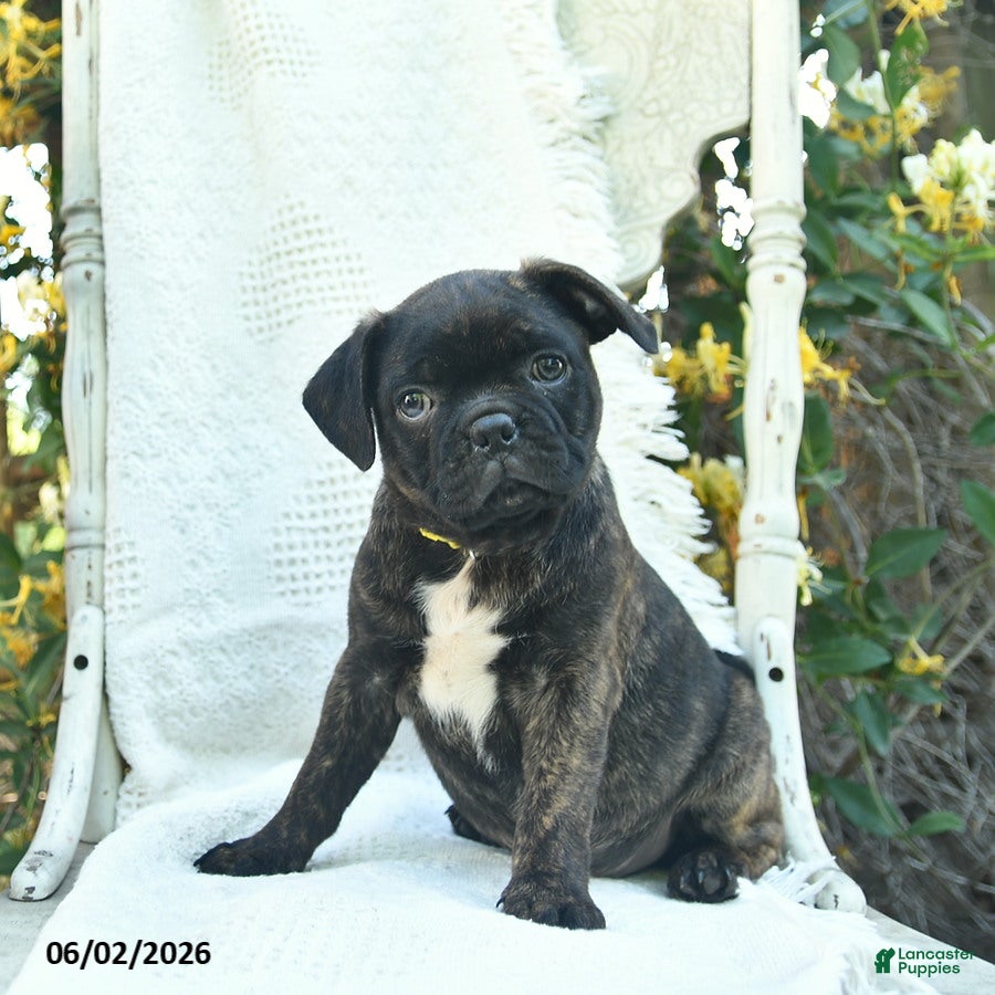 Mixed Breed dogs Sonny  - Ad 2