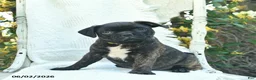 Mixed Breed dogs for sale: Sonny  - Ad 2