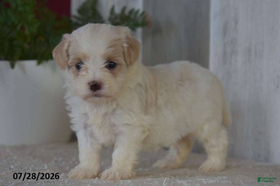 Maltipoo dogs Pansy - Ad 1