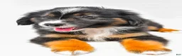Miniature Australian Shepherd dogs for sale: Eileen - Ad 2
