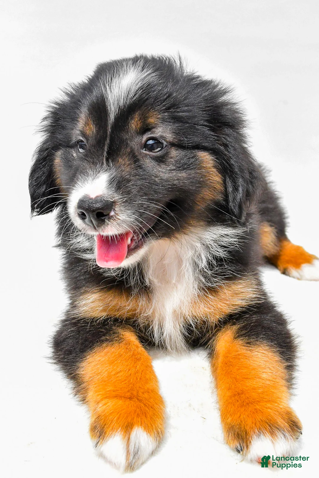 Miniature Australian Shepherd dogs for sale: Eileen - Ad 2