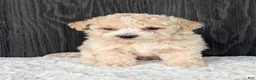 Bichpoo dogs for sale: Kody - Ad 15