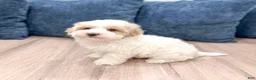 Havapoo dogs for sale: Harvey - Ad 3