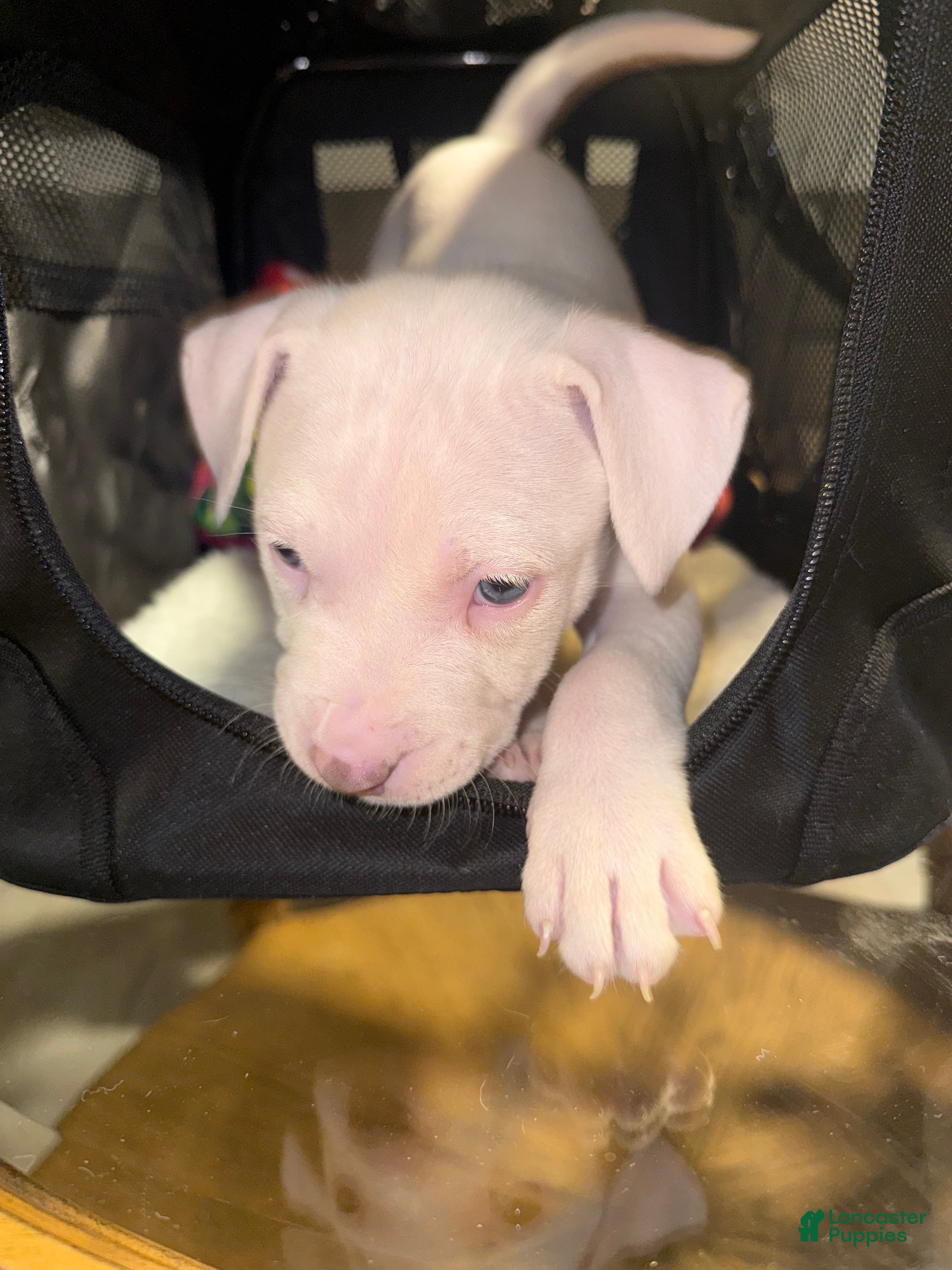 American Bully dogs Blanca - Ad 37