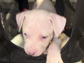 American Bully dogs Blanca - Ad 37