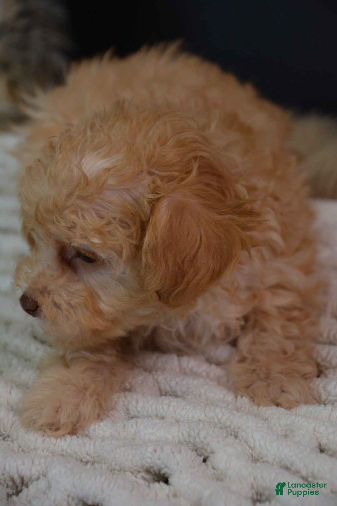 Toy Poodle dogs for sale: Duke - Ad 3