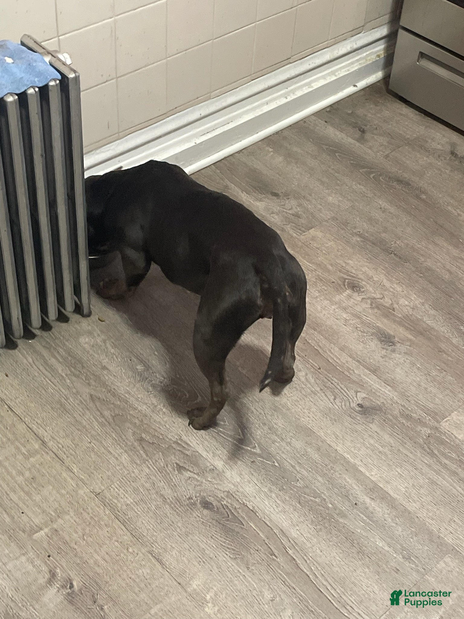 American Pit Bull Terrier dogs Milo - Ad 2