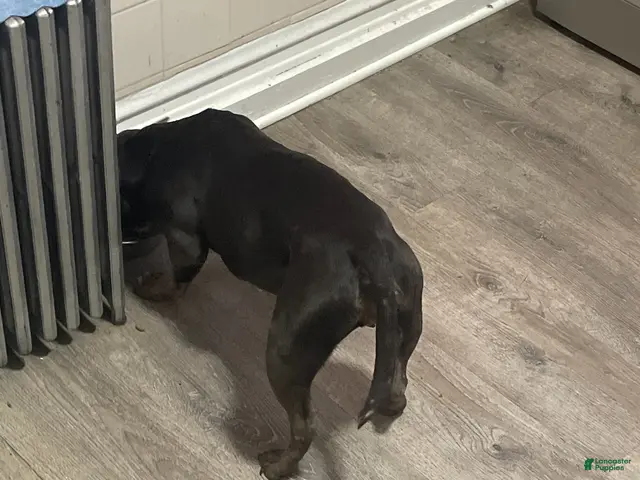 American Pit Bull Terrier dogs for sale: Milo - Ad 2