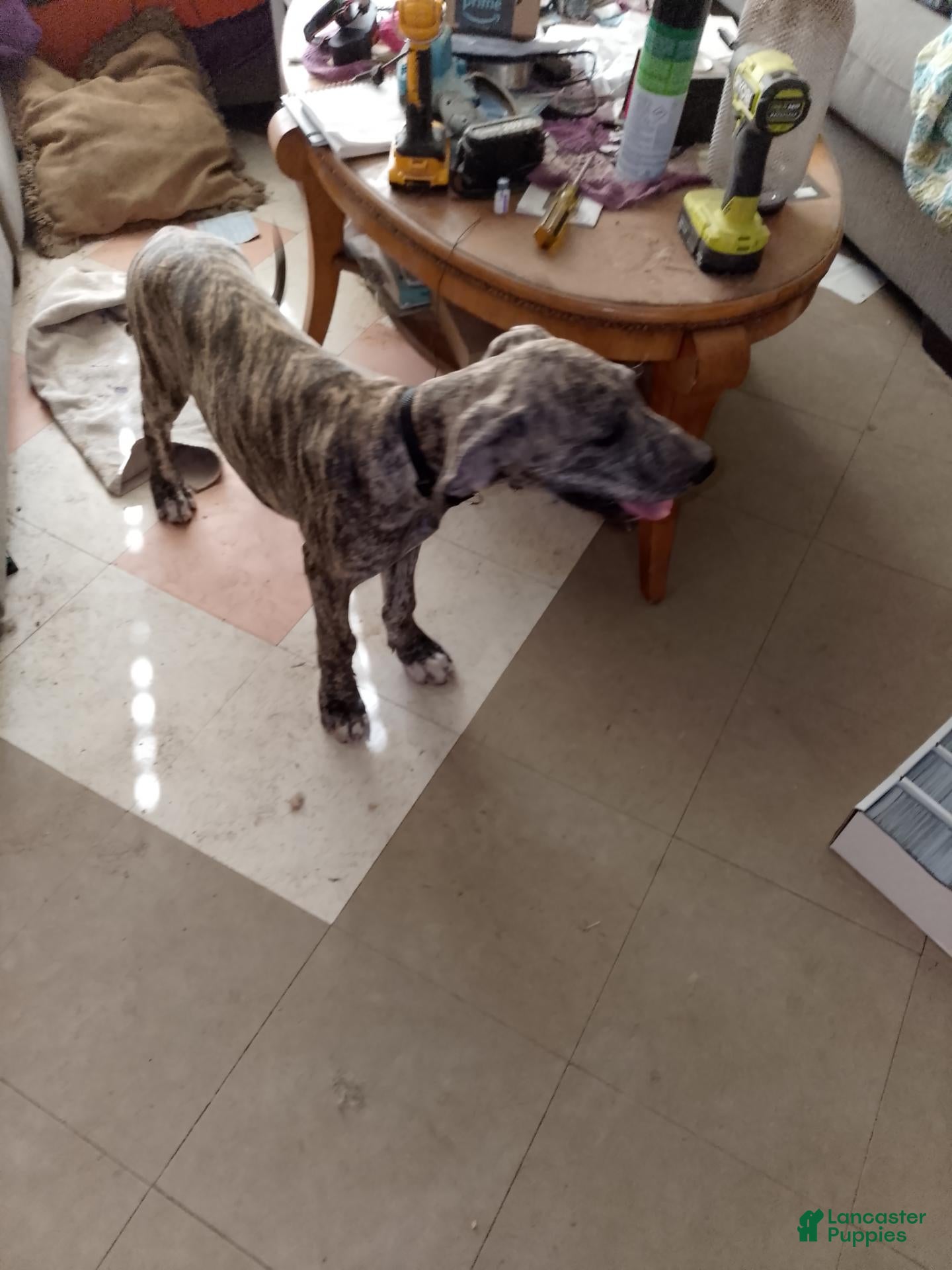 Great Dane dogs Great Dane 5 - Ad 10