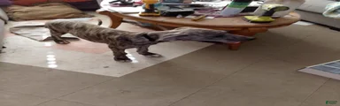 Great Dane 5