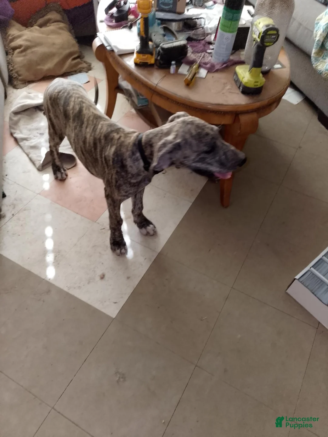 Great Dane dogs for sale: Great Dane 5 - Ad 1