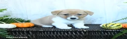 Welsh Corgi Pembroke dogs for sale: Karl - Ad 3