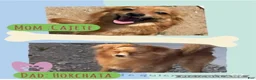 Pomchi dogs for sale: Snowy - Ad 3