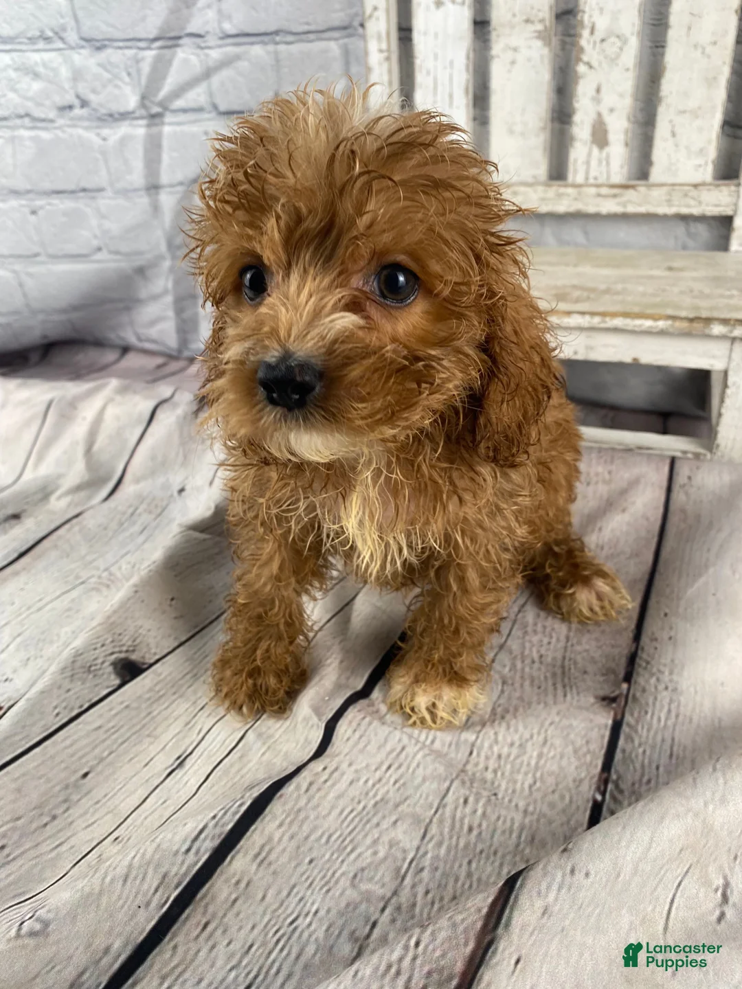 Cockapoo dogs for sale: Puck - Ad 11