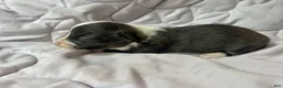 American Corgi dogs for sale: Brindle male - Ad 3