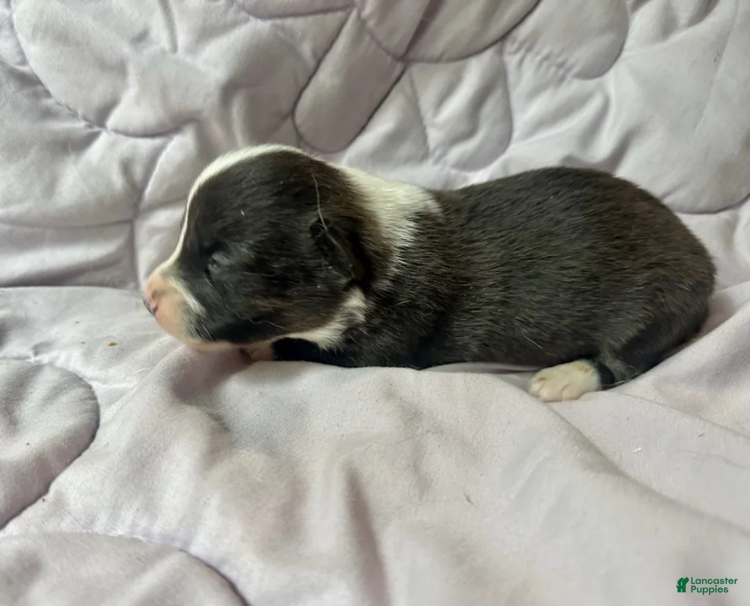 American Corgi dogs for sale: Brindle male - Ad 3