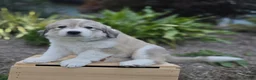 Great Pyrenees dogs for sale: Macy - Ad 9