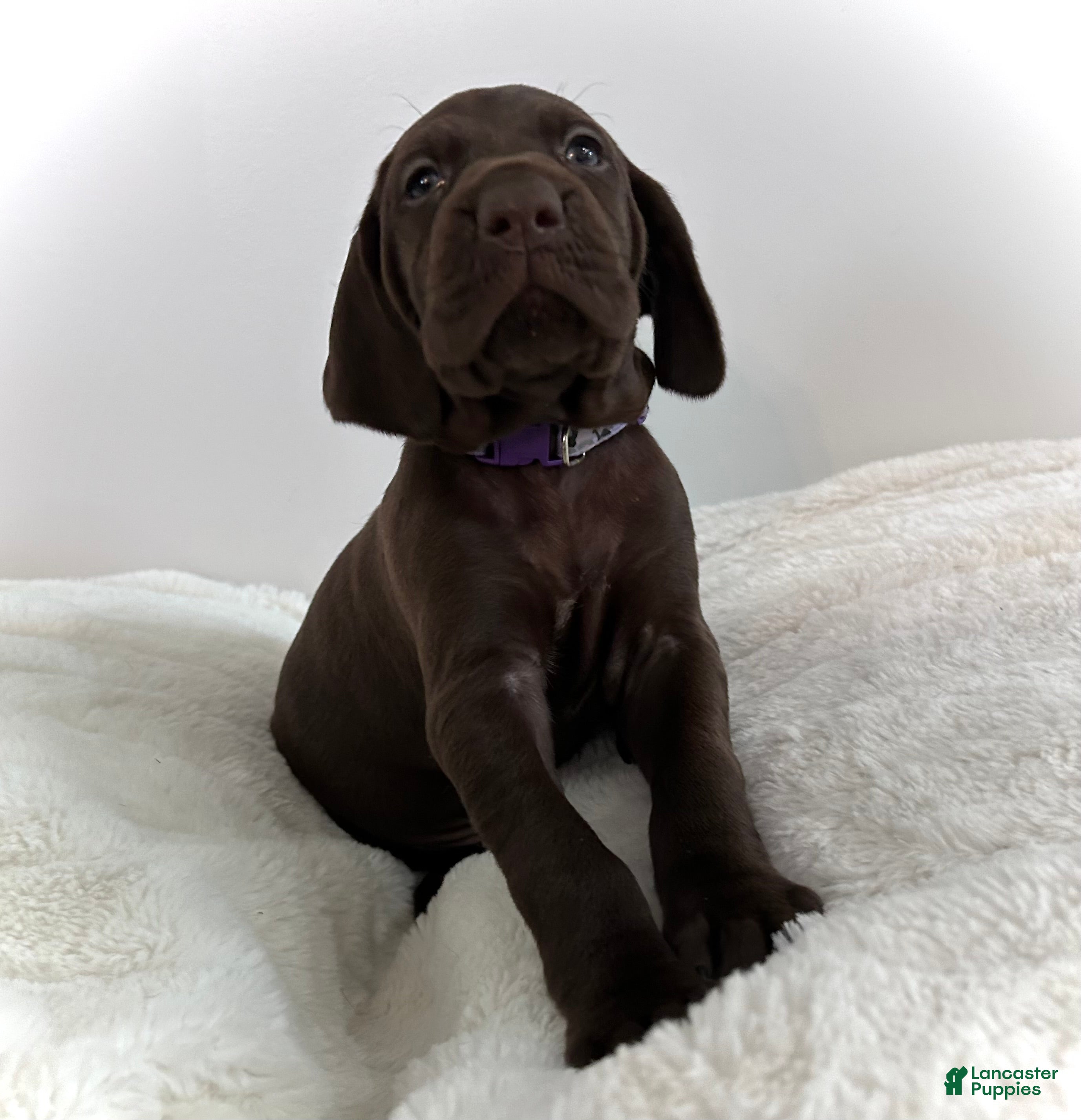 German Shorthaired Pointer dogs Faith - Ad 34