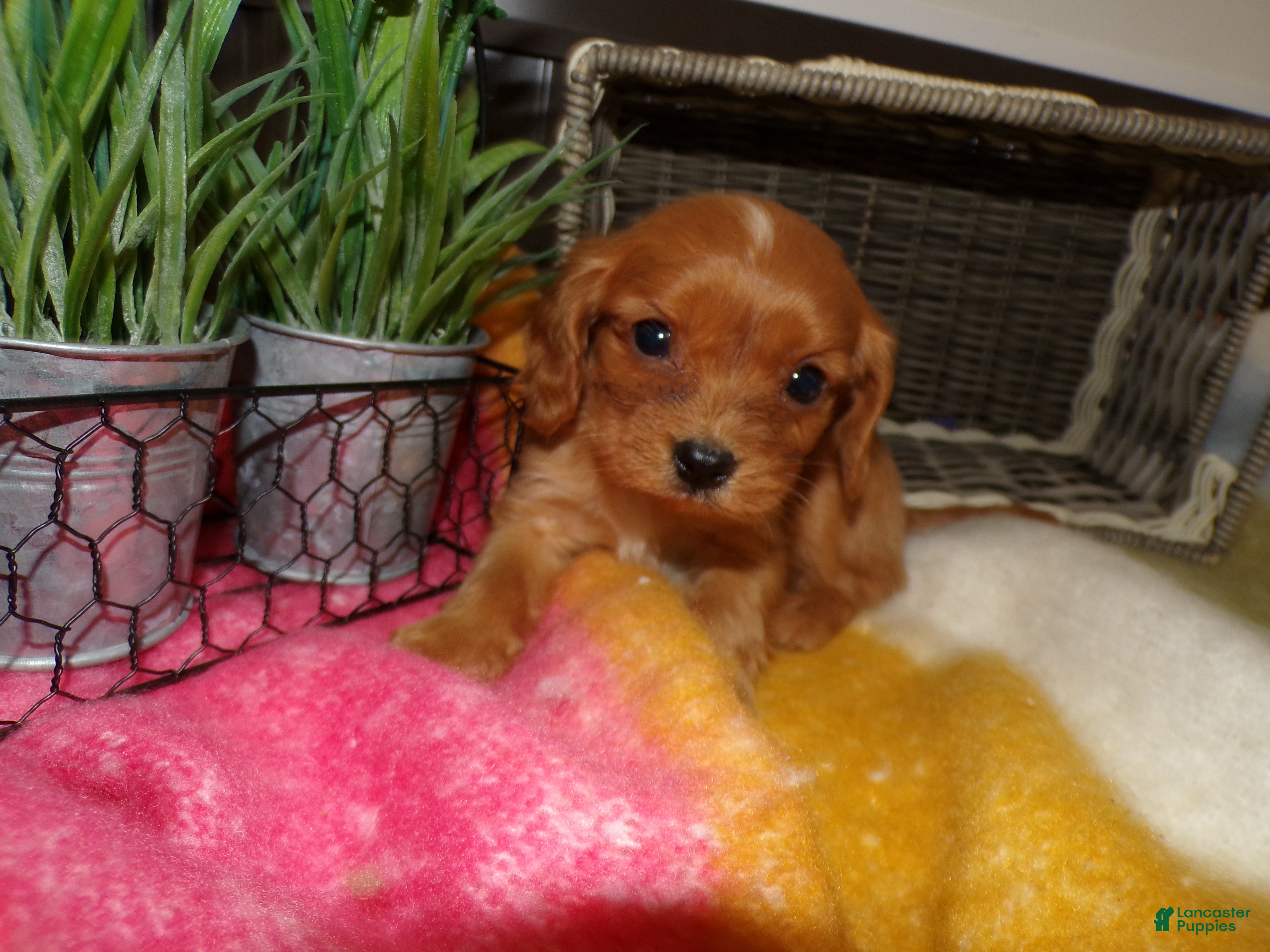 Cavalier King Charles Spaniel dogs Cavalier King Charles Spaniel Puppy 3 Miley - Ad 10