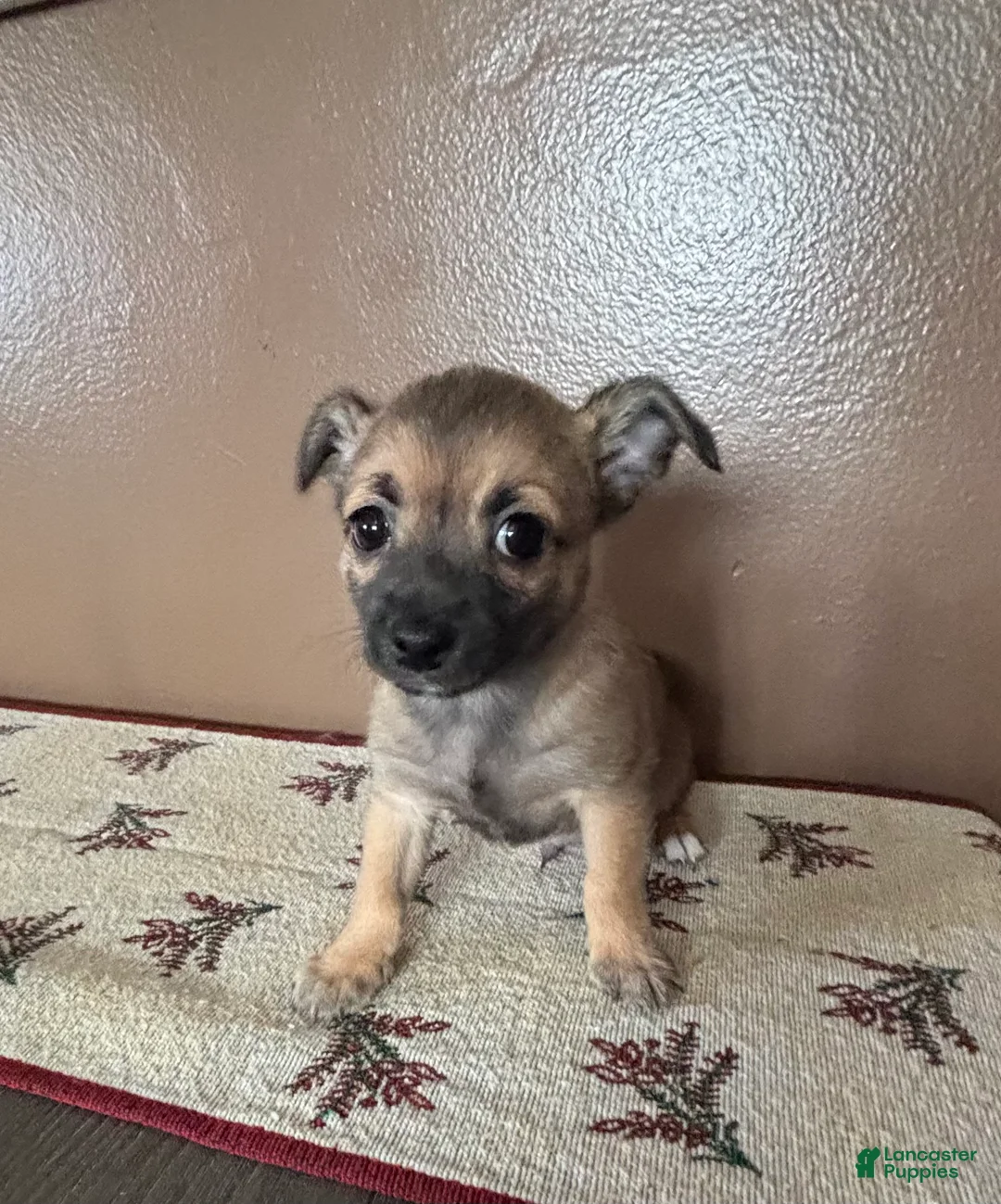 Chihuahua dogs for sale: Chihuahua Puppy 1 - Ad 12